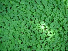 Image result for Oxalis oligotricha