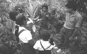 Image result for Rytigynia kigeziensis