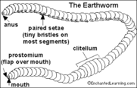 The diagram of the human heart below and on your knowledge of biology. Earthworm Enchanted Learning Software