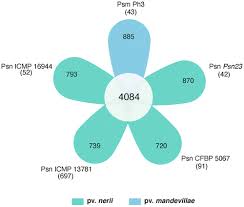 Image result for pseudomonas savastanoi pv nerii oleander symptoms