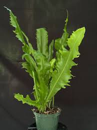 Image result for Microsorum punctatum