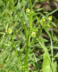 Image result for Ranunculus sceleratus
