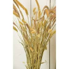Image result for Setaria seriata