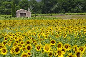 Resultado de imagen para Campo de girasoles