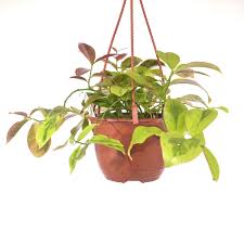 Image result for Pereskia aculeata