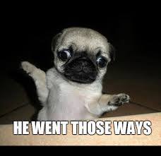 These funny pets have gone viral thanks to their sheer cuteness﻿. Funny Animals Memes Clean Pugs Funny Funny Animals Cute Pugs