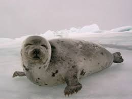 Yes People Are Still Hunting Baby Animals In Canada Canada S Shame