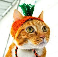 Carrot Top Cat Hat Cute Cats In Hats Cats Pretty Cats Cat Memes