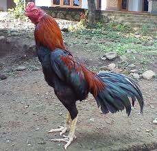 Cara Mengurut Kepala Badan Ayam Sewaktu Diadu Ayam Juara Ayam Binatang Ternak Ternak Ayam
