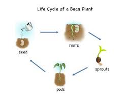 Life Cycle Of A Bean Plant By Montessori Tails Tpt
