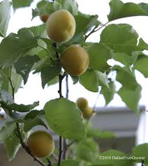 The apricot tree pruning is necessary to produce abundant fruit because they grow on the young branches produced in the. Dallas Fruit And Vegetable Grower Growing Apricots In Texas