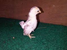  76 Ide Ikan Foto Lucu Lucu Gambar Lucu