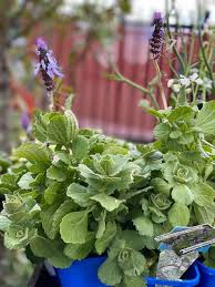 Image result for Coleus caninus