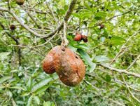 Image result for Hexalobus monopetalus