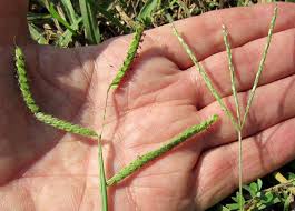 Check spelling or type a new query. Should You Kill Crabgrass Now Tips And Tricks For A Greener Thumb