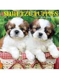 We all know that a shitzu puppy is a very active dog and it burns its calories quite so fast. Willow Creek Wall Calendar Shih Tzu Puppies Office Depot