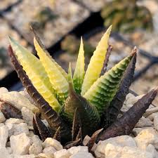 Image result for Haworthia limifolia