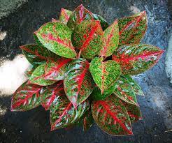 Pin Di Aglaonema Hybrids Collection