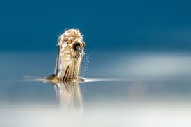 Photos Ever Seen A Mosquito Emerge From Its Pupa Wild Photography Insect Photography Mosquito