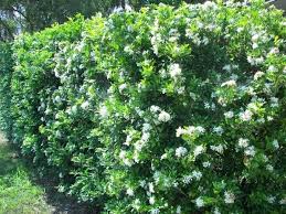 Image result for Murraya paniculata