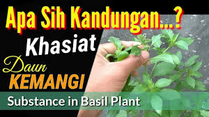• 1 ekor (700g) ikan gurame, potong serasi • 2 buah tomat. Khasiat Dan Manfaat Daun Kemangi Youtube