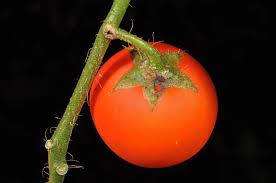 Image result for Solanum capsicoides
