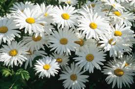 If you have a tray with a pdms coating, the life span depends on how long you print without a breathing floor and how reactive the resin is. How Long Does A Daisy Last Hunker How To Preserve Flowers Resin Flowers Flowers Perennials