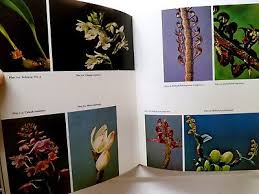 Image result for Habenaria rhopalostigma