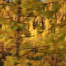 Alaska Wild Blue Bell Photograph by Fred Nugent