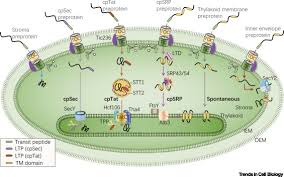 We did not find results for: Protein Sorting Within Chloroplasts Trends In Cell Biology