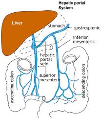 Notes For Zoology Page 8 Css Forums Medical Anatomy Medical Knowledge Human Anatomy And Physiology