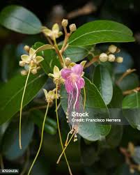 Image result for Cordia sp.A.