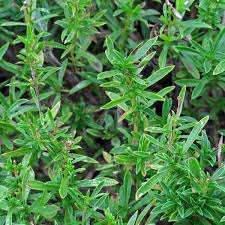 Image result for Satureja