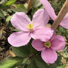 Schnell wachsende kletterpflanze clematis montana „mayleen, die wände und spaliere mit rosa blühten bedecken soll. Clematis Mayleen Buy Clematis Perennials Online