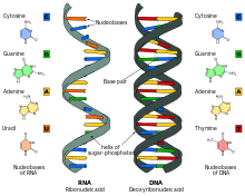 That's the process by which dna instructions are transcribed into rna, which is these molecules contain the genetic code, which has all the information necessary to build the note that the dna molecule shown below is double stranded, and that the two strands. Nucleic Acid Wikipedia