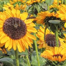 Annuals like petunias offer prolific blooms and strong growth over the season. Sunflower Hella Buy Organic Seeds Online Annual Flowers Sativa Online Shop