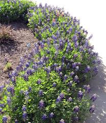 Image result for Vernonia amblyolepis