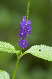 Image result for Stachytarpheta cayennensis