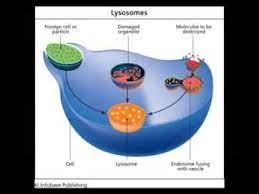 Lysosomes Biology College Life Molecules