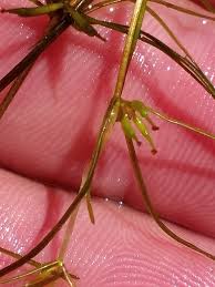 Image result for Zannichellia palustris