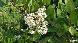 Image result for Gymnosporia arbutifolia