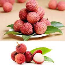 We did not find results for: 10 Pcs Lychee Seeds Fruit Tree Seed Home Garden Buy At A Low Prices On Joom E Commerce Platform