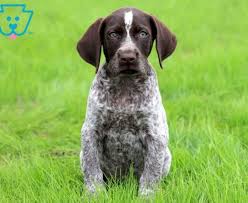 It's not a cross between a duck and a dog, of course, since. Buzz German Shorthaired Pointer Puppy For Sale Keystone Puppies