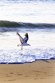 Birds Native To Virginia These 33 Beautiful Shots Of Birds In Virginia Are Majestic Birds Of America Beautiful Birds Bird Species