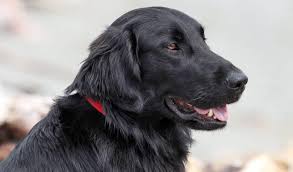 In addition to their looks, they share many behavioral qualities, as well. Flat Coated Retriever Breed Information