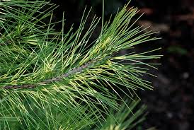 Image result for Hunteria densiflora
