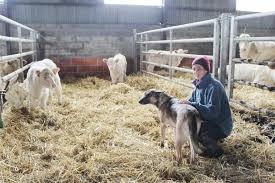 Elles ont été fondées en france par la loi du 3 janvier 1924. Coronavirus Pour Astrid Granger Pas Trop De Soucis Pour Les Agriculteurs La Renaissance Le Bessin
