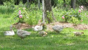 Geese are an easy way to add variety to your meat sources along with diversity to your pasture and homestead terrain. Raising Geese 8 Things To Know Before Getting Started