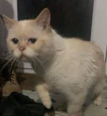 Has anyone lost this gorgeous cat? Sulby area x