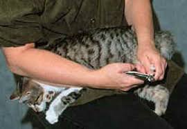Yes, cats can very definitely get ingrown nails. What You Need To Know About Declawing Mclean Animal Hospital